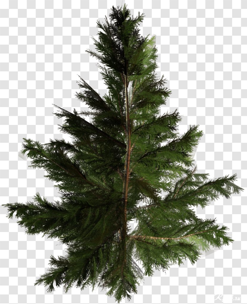Christmas Tree Amazon.com Conifers Pine - Fir - Vigor Green Trees Pictures Transparent PNG
