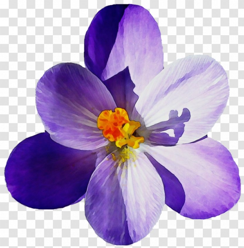 Flowering Plant Petal Flower Violet Purple - Spring Crocus - Iris Family Transparent PNG