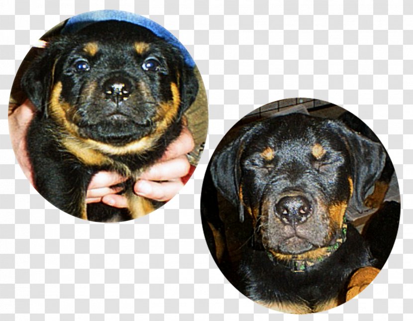 Rottweiler Puppy Dog Breed Snout - Luminous Words Transparent PNG