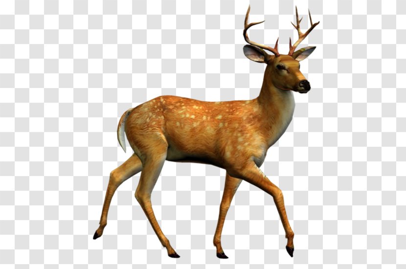 Deer Clip Art - Presentation Transparent PNG