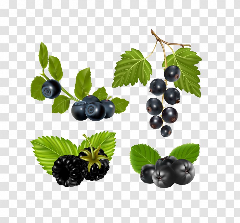 Chokeberry Royalty-free Illustration - Blueberry - Flat Hand Painted Effect Arbutin Transparent PNG