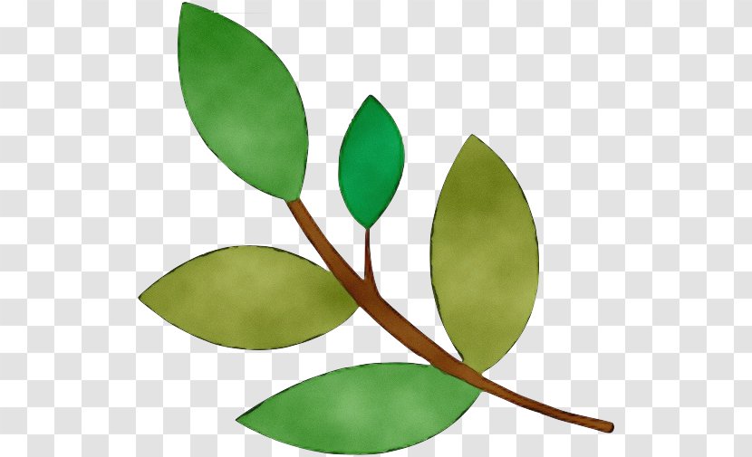 Flower Line Art - Seed - Coca Eucalyptus Transparent PNG