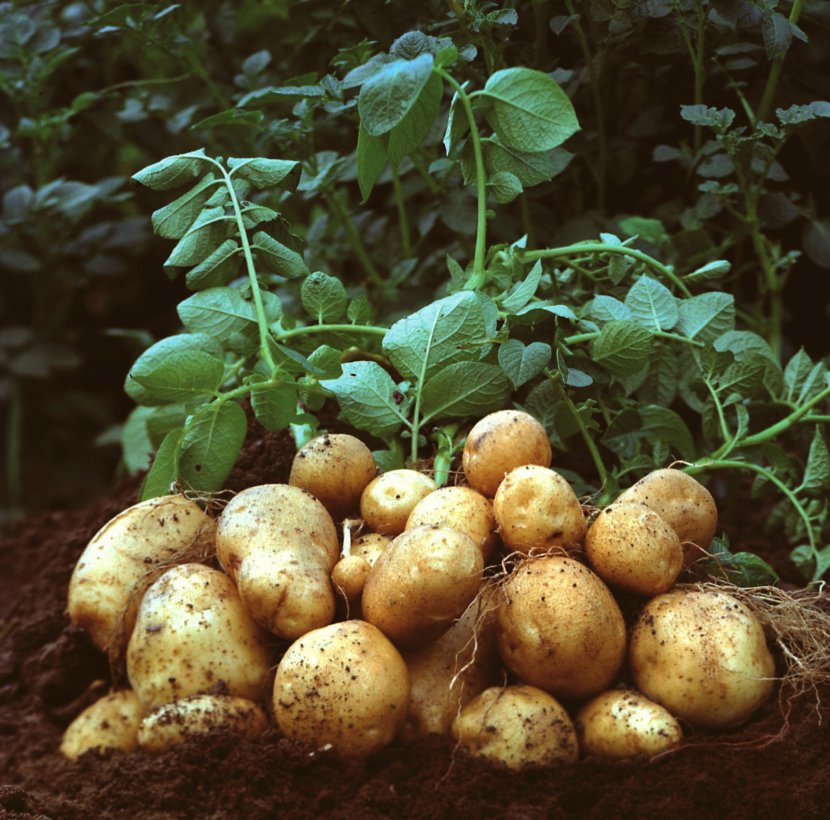 Mashed Potato Garden Amflora Vegetable - Sowing Transparent PNG
