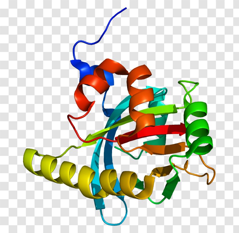 Gene Histone Deacetylase Protein Stylus - Cartoon - Tree Transparent PNG