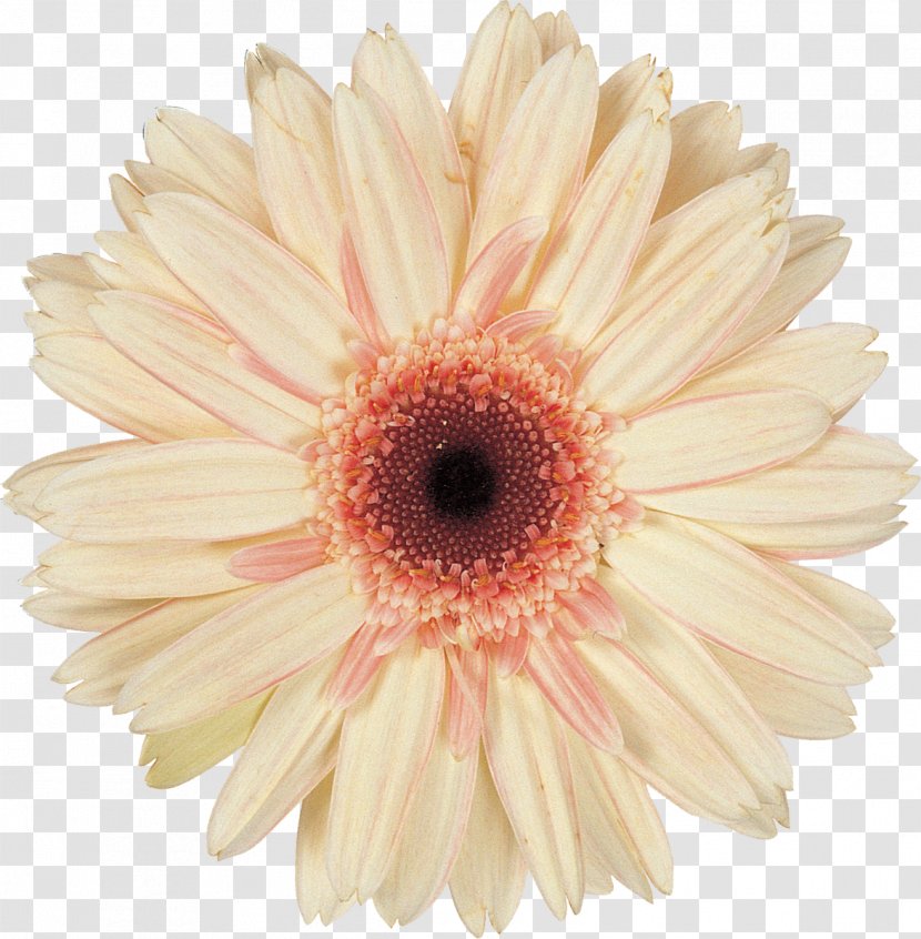 Daisy Family Cut Flowers Transvaal - Chrysanths - Gerbera Transparent PNG