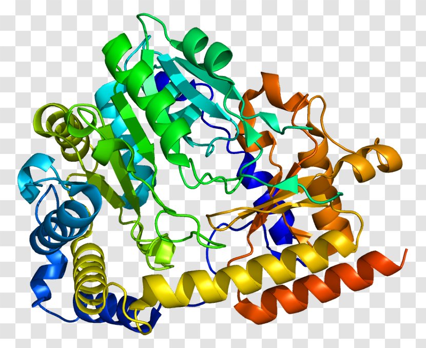 Protein KYAT1 D-amino Acid Oxidase Activator Transaminase Enzyme - Silhouette - Watercolor Transparent PNG