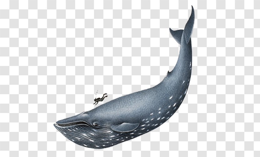 Blue Whale Homo Sapiens Clip Art - Marine Mammal - Large Transparent PNG