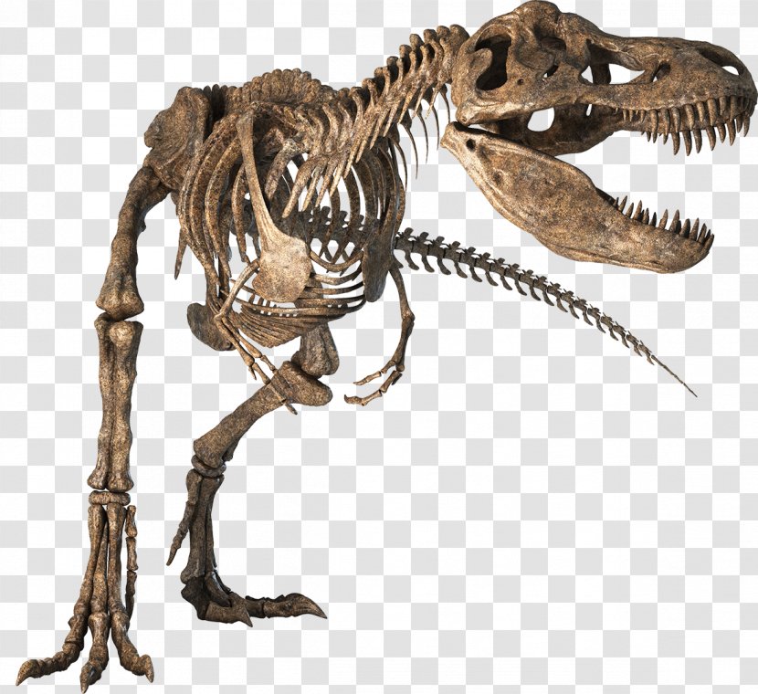 Tyrannosaurus Velociraptor Dinosaur Skeleton Bony Fishes - Communication Transparent PNG