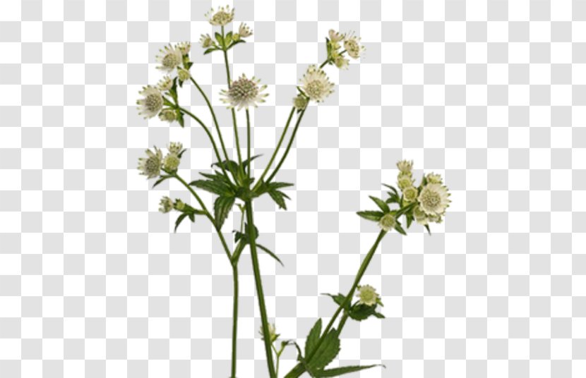 Masterworts Cow Parsley Showroom Darissimo Plants Caraway - Chamomiles - Astrantia Major Transparent PNG