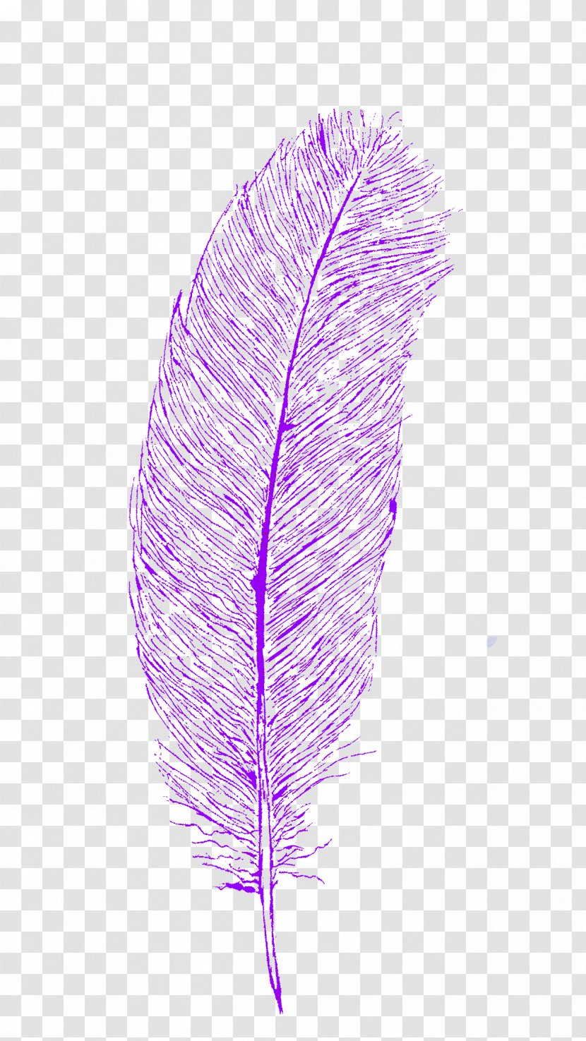 Feather Line - Feder Streamer Transparent PNG