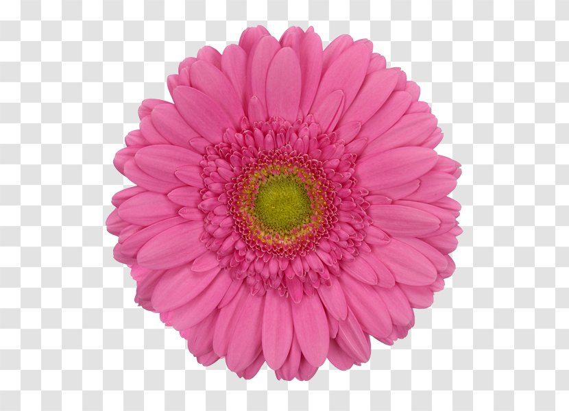 Transvaal Daisy Common Pink Flower - Red Transparent PNG