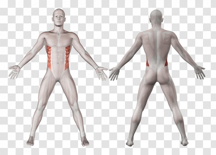 Rectus Abdominis Muscle Deltoid Anatomy - Frame - Oblique Transparent PNG