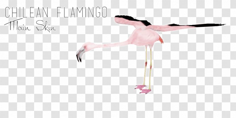 Line Beak Shoe - Tree - Chilean Flamingo Transparent PNG