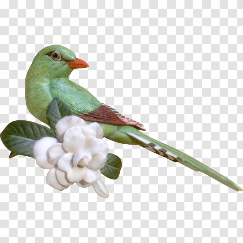 Parakeet Feather Pet Beak Cuckoos Transparent PNG
