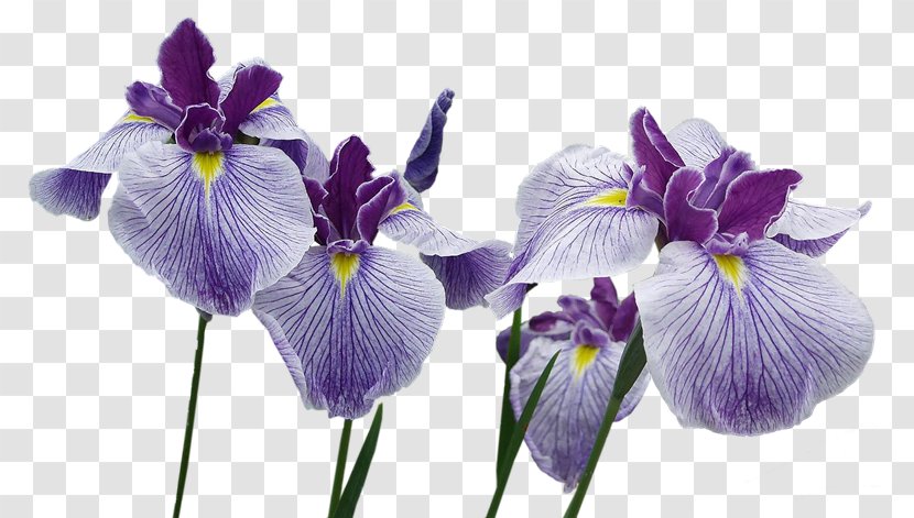 Northern Blue Flag Flower Orris Root Clip Art - Iris Transparent PNG