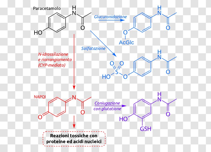 Acetaminophen Biotransformation NAPQI Metabolism Isoniazid - Chemistry - Paracetamol Transparent PNG