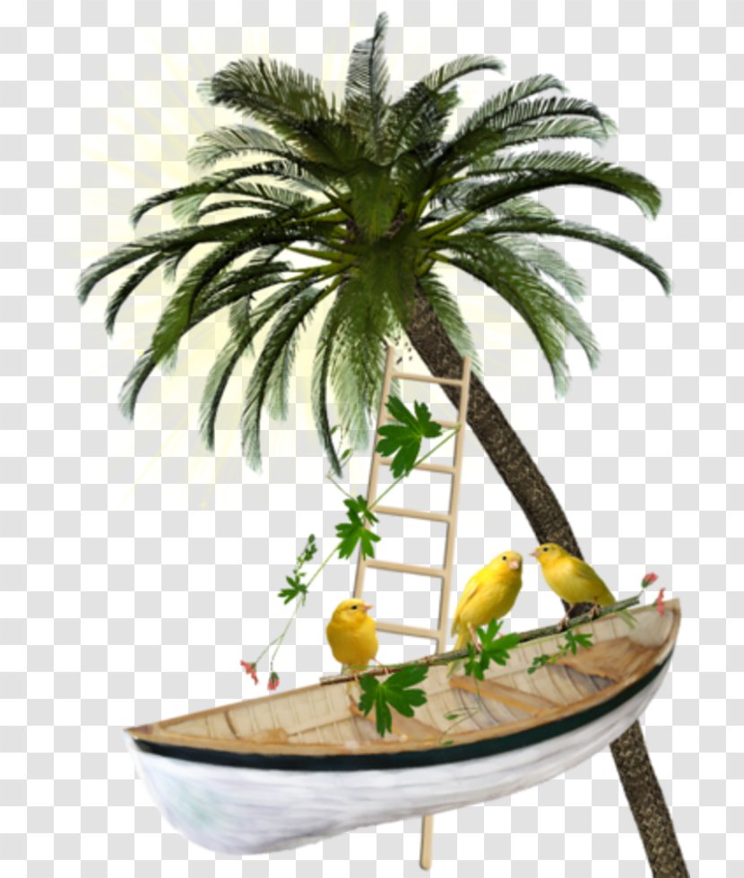Clip Art Image Adobe Photoshop Sharm El Sheikh - Coconut - Pirate Boat Transparent PNG