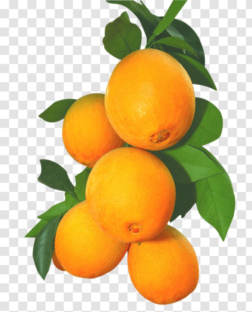 Juice Clementine Orange Fruit - Grapefruit - Fresh Transparent PNG
