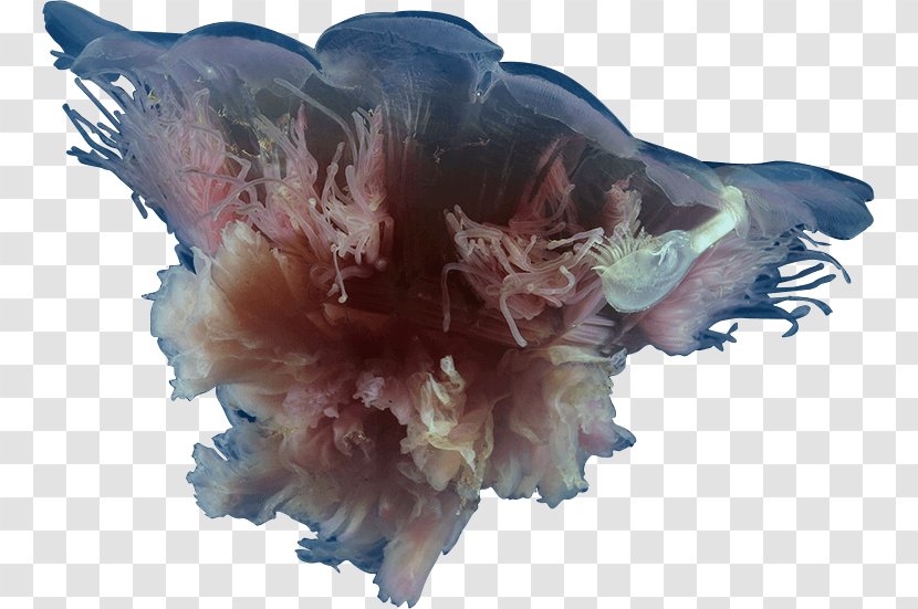 Jellyfish Cyanea Rosea Animal Copyright - Transparent Transparent PNG
