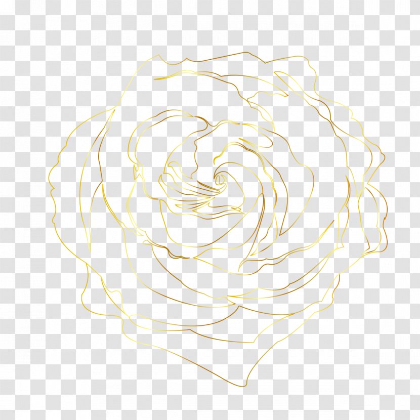 Family Drawing - Rose - Cream Plant Transparent PNG
