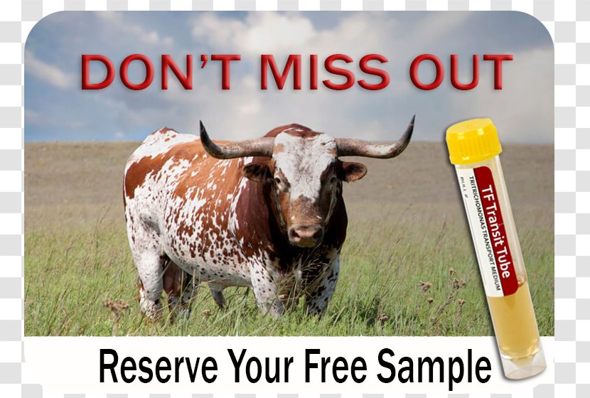 Texas Longhorn Ranch Agriculture Farm Ox - Feedlot - Bovine Transparent PNG