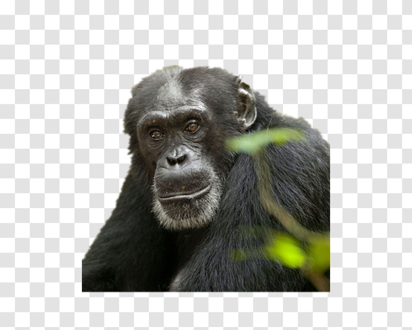 Common Chimpanzee Orangutan Gorilla Ape Bonobo - Western - Meng Stay Orangutans Transparent PNG