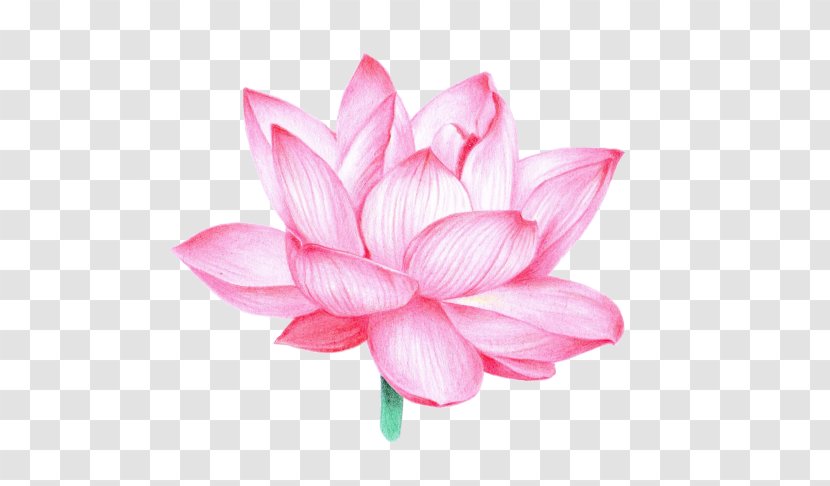 Nelumbo Nucifera Flower Buddhism Aquatic Plants - Vesak - Flor De Loto Transparent PNG