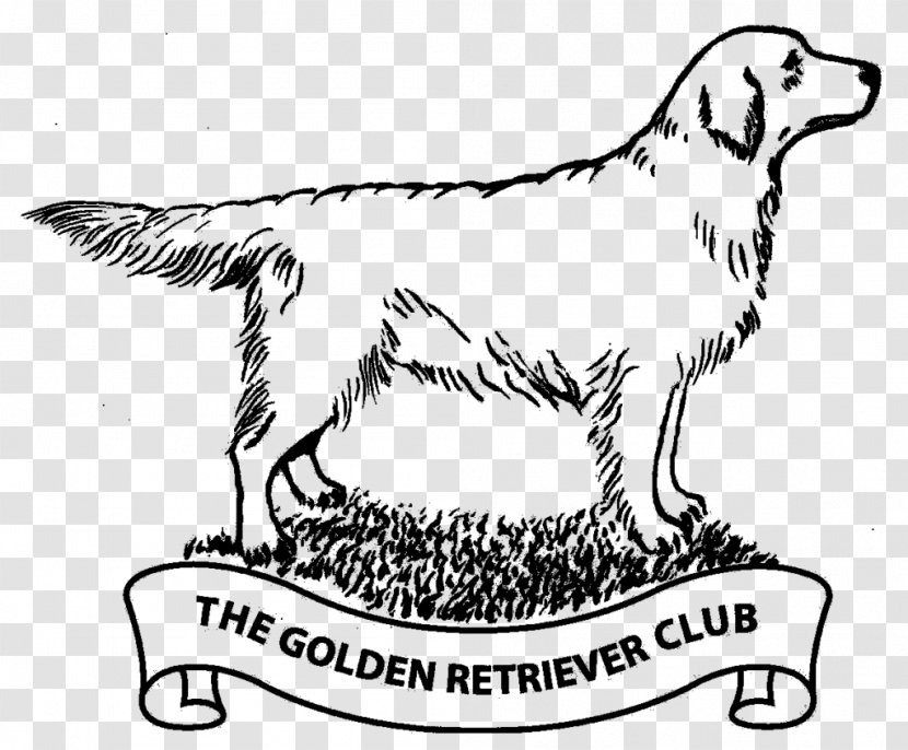 Dog Breed Golden Retriever Sporting Group Labrador Transparent PNG