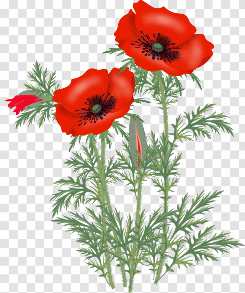 Opium Poppy Flower Clip Art - Plant Stem Transparent PNG