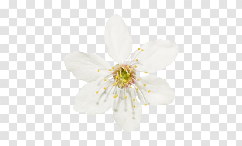 White Clip Art - Cherry Blossom - Spring Transparent PNG