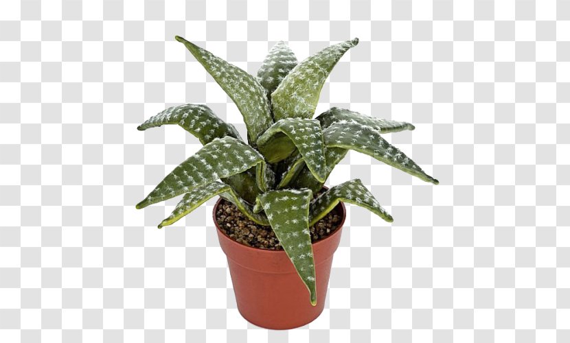 Calathea Lancifolia Houseplant Flowerpot Howea Forsteriana - Plant - Aloe Vera Transparent PNG
