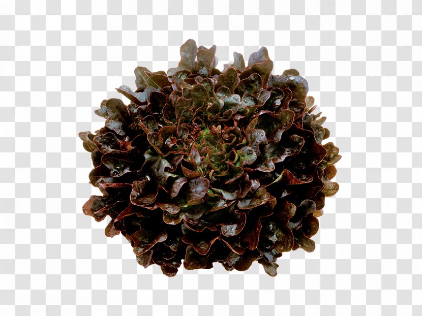 Leaf Lettuce Vegetable Romaine Salad - Tree - Oak Transparent PNG