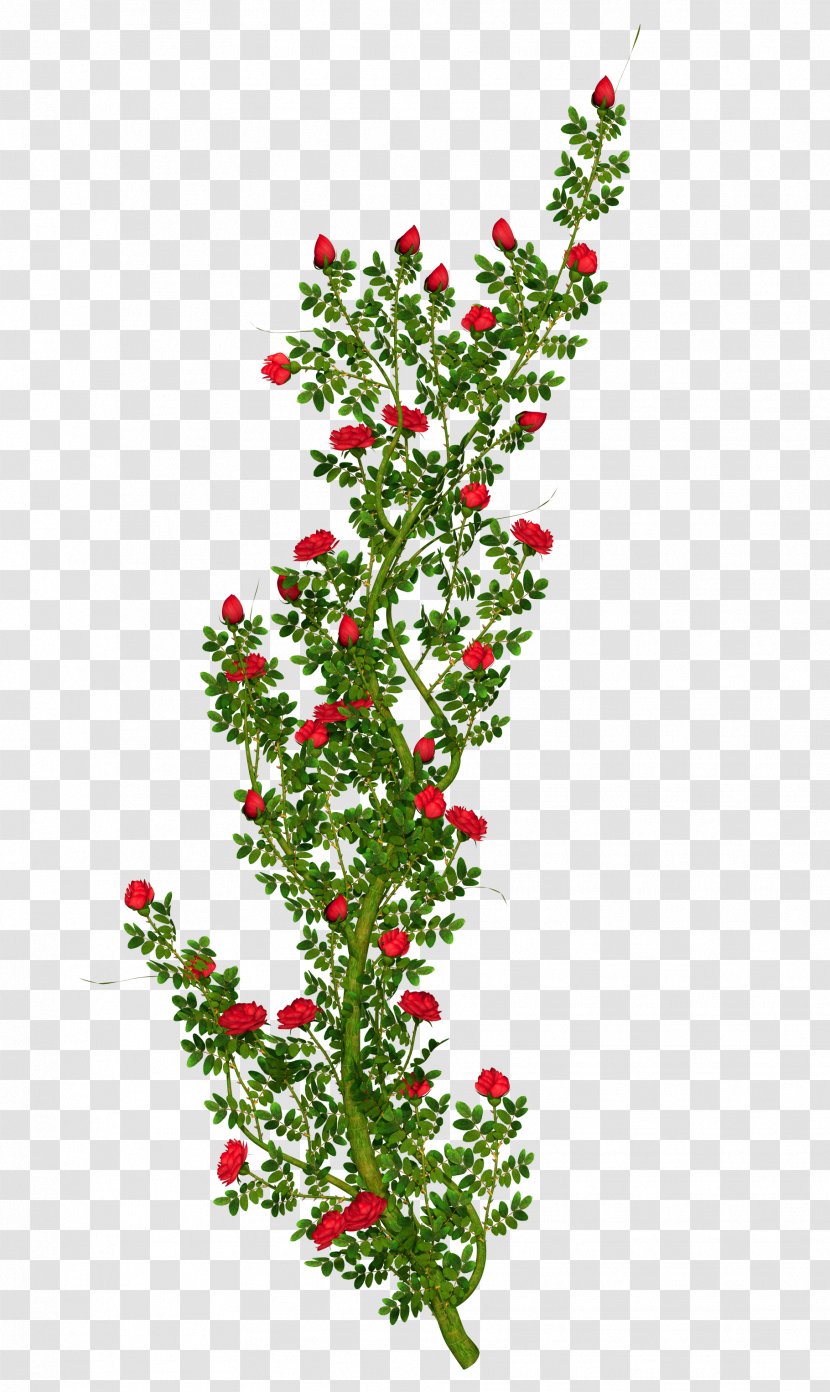 Rose Shrub Flower Clip Art - Bushes Transparent PNG