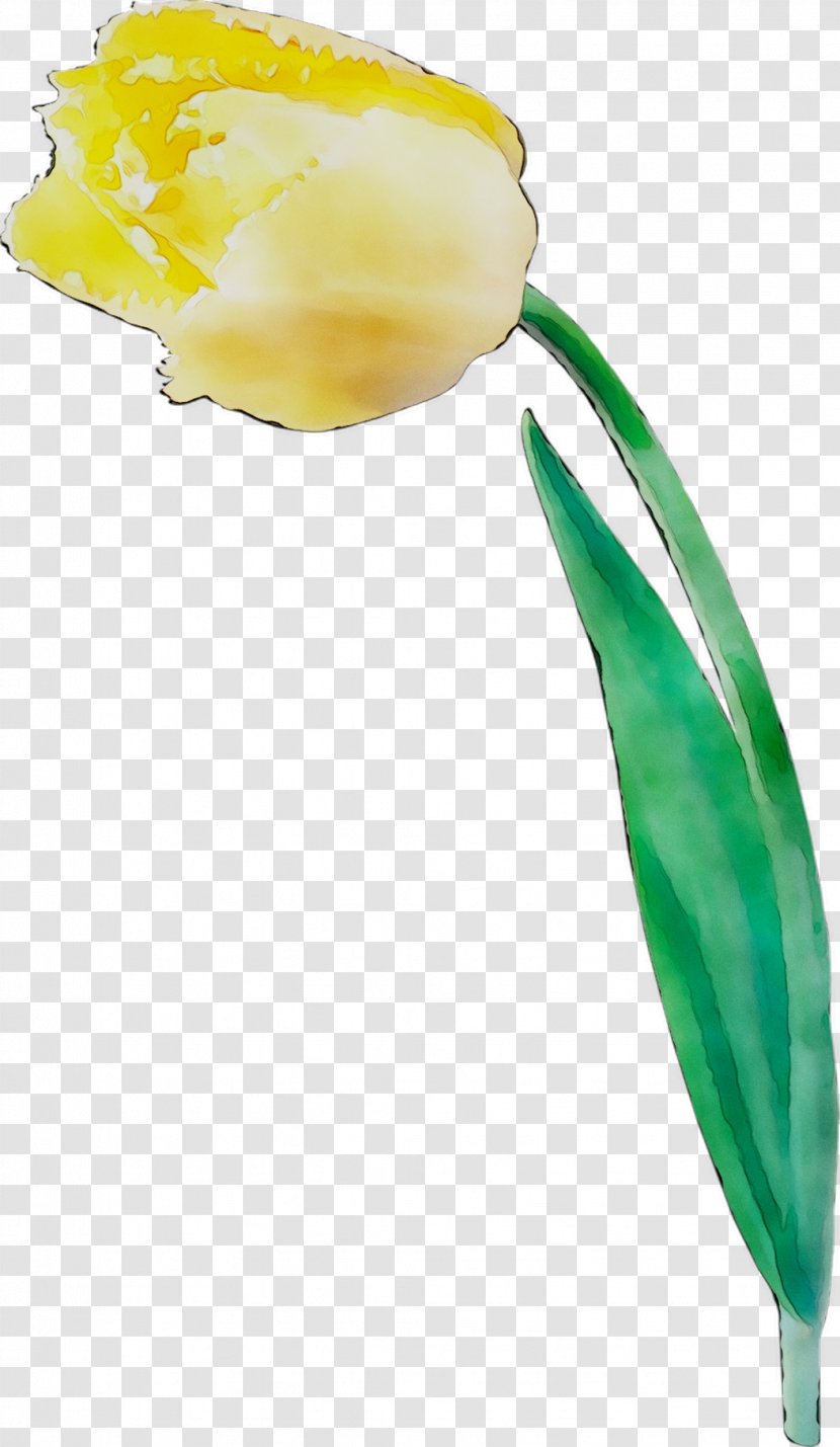 Tulip Image Cut Flowers Plant Stem - Lily Family - Plants Transparent PNG