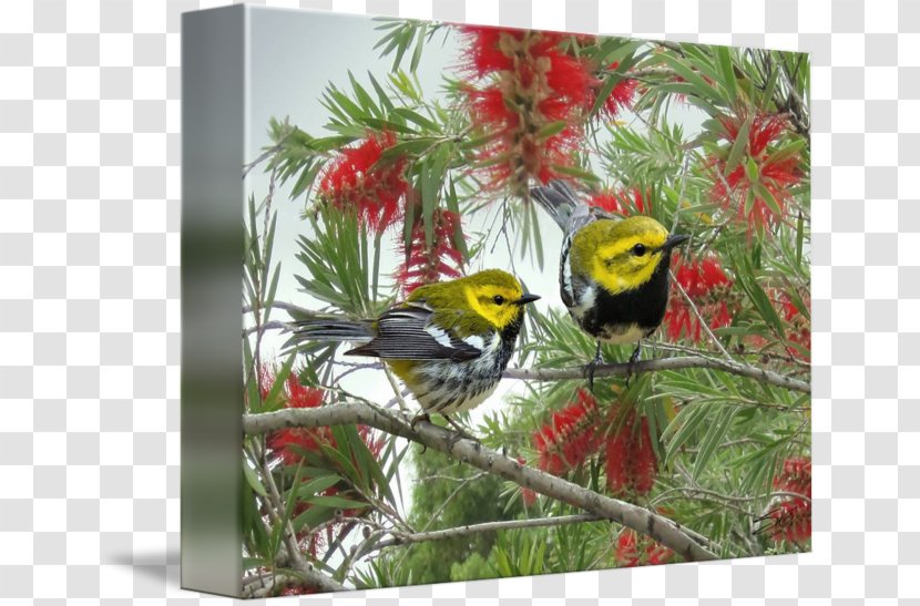 Imagekind Art Poster Canvas Printing - Finches - Blackthroated Blue Warbler Transparent PNG