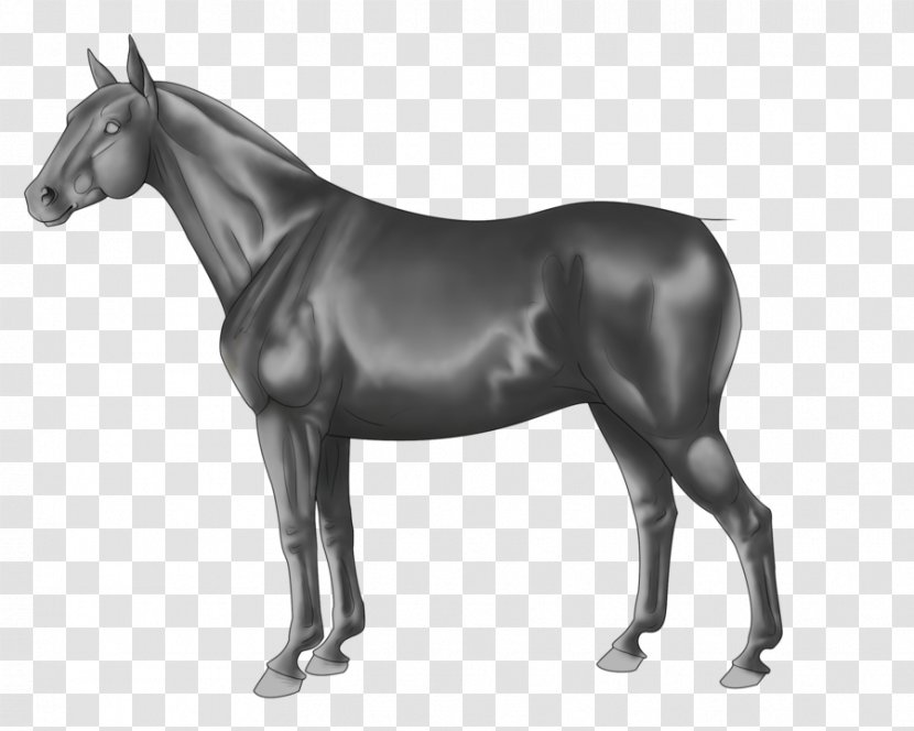 Mule Thoroughbred Stallion Foal Pony - Halter - Horse Tack Transparent PNG