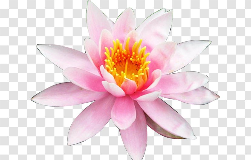 Nelumbo Nucifera Aquatic Plant Water Lilies Color Petal - Pink - Fairy Tale Flower Transparent PNG