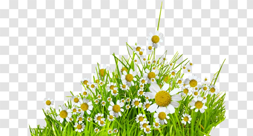 German Chamomile - Grass Family Transparent PNG