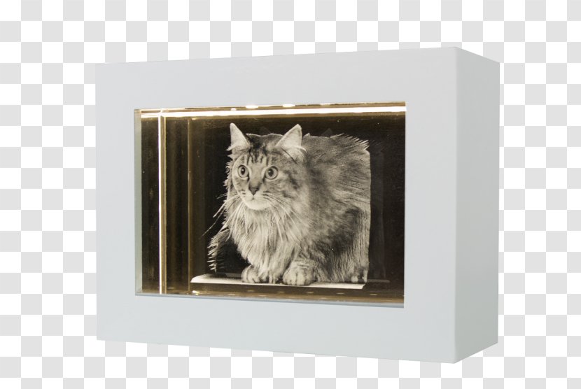 Whiskers Cat Picture Frames Rectangle Transparent PNG