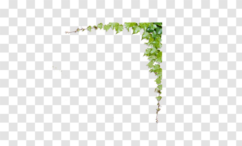Leaf Green Douchegordijn Curtain - Leaves Transparent PNG