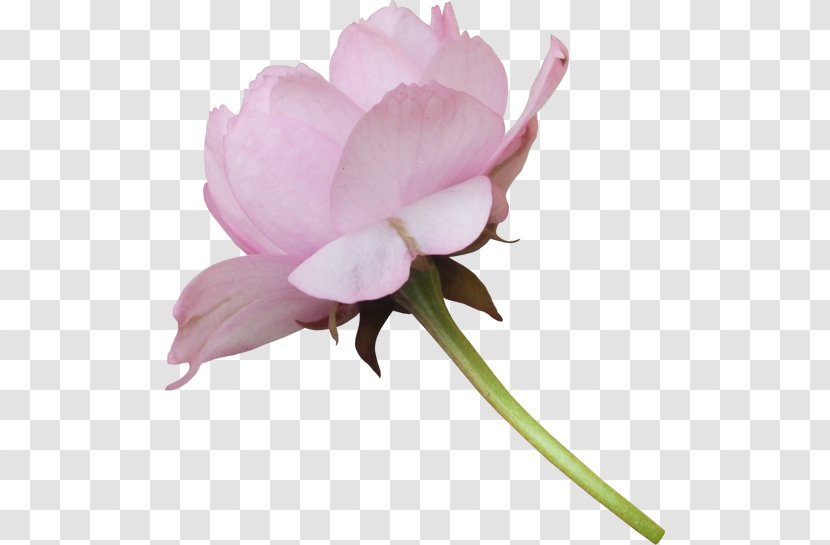 Peony Cut Flowers Plant Clip Art - Flower Transparent PNG