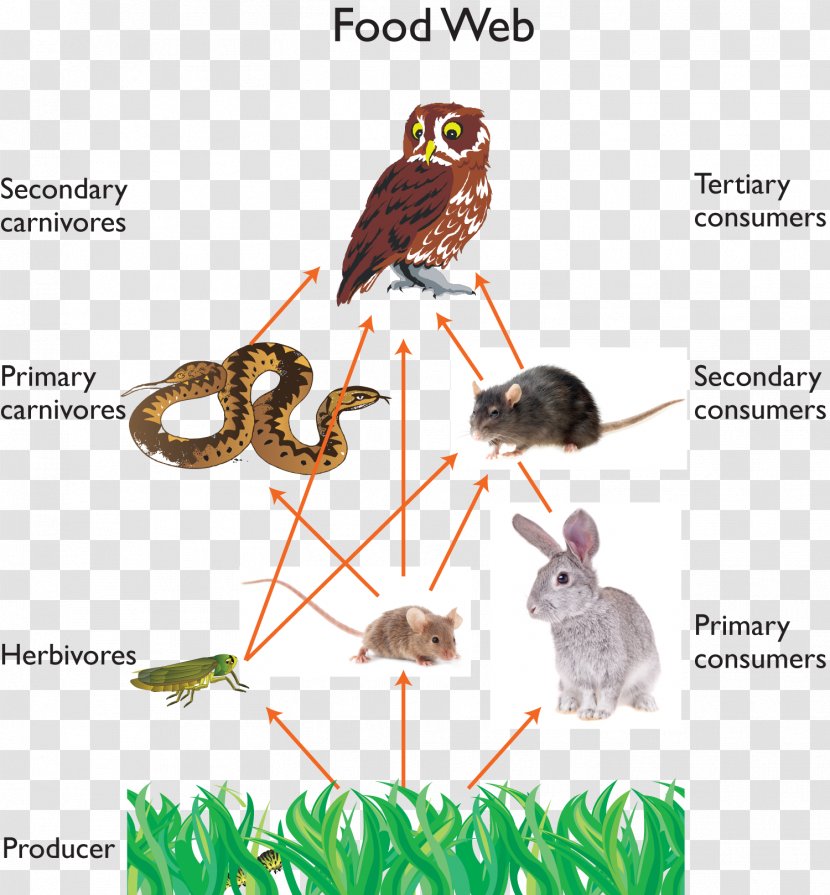 Great Horned Owl Snowy Food Chain Web - Tail Transparent PNG