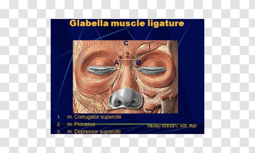 Depressor Septi Nasi Muscle Nose Glabella Músculo Mirtiforme - Snout Transparent PNG
