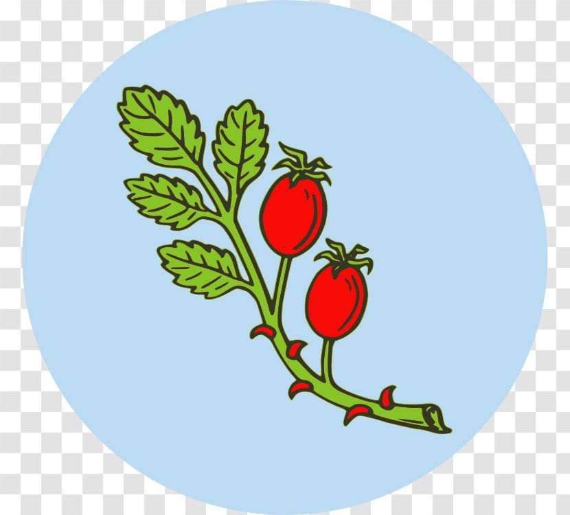 Rose Hip Fruit Tea Clip Art - Plant Transparent PNG