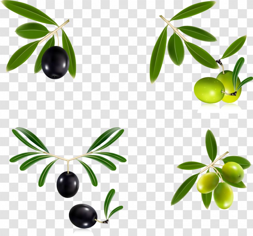 Olive Oil Leaf Wreath - Fresh Branch Transparent PNG