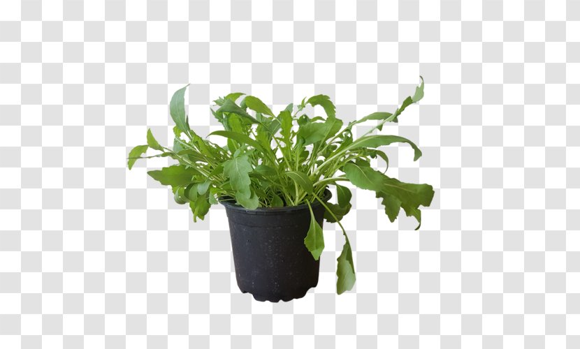 Spring Flower - Gardening - Vegetable Vascular Plant Transparent PNG