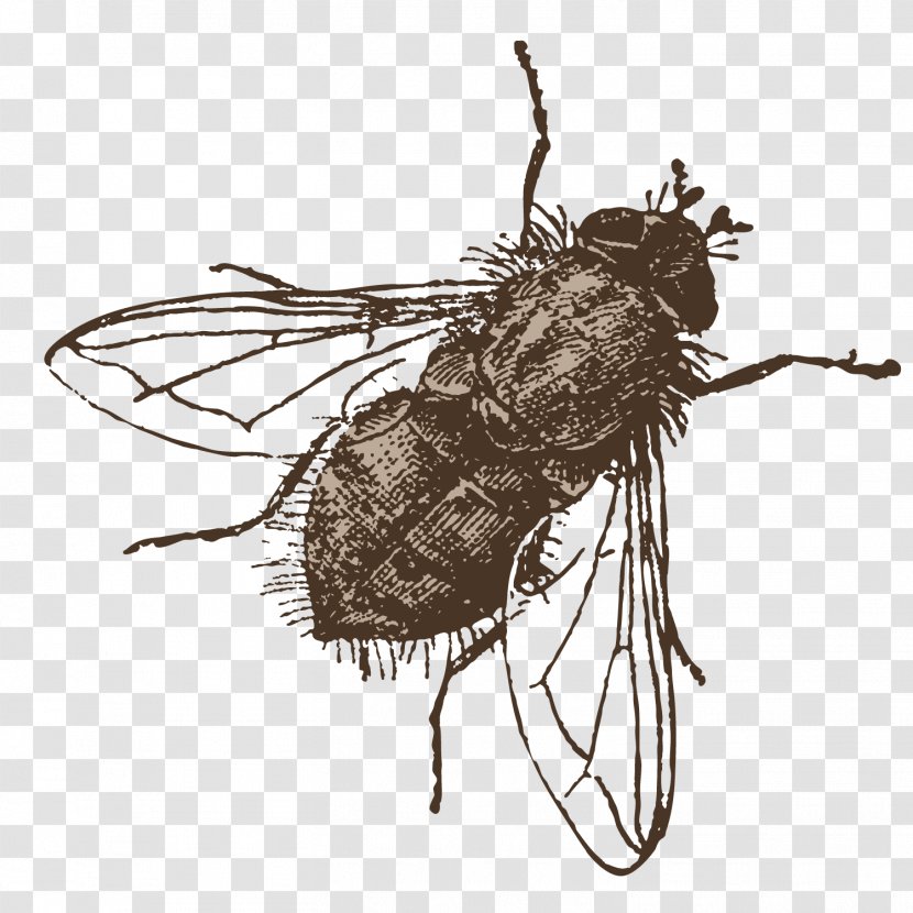 Icon - Youtube - Vector Hand Painted Flies Illustration Transparent PNG