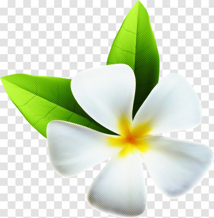 Flower Petal Frangipani White Plant Transparent PNG