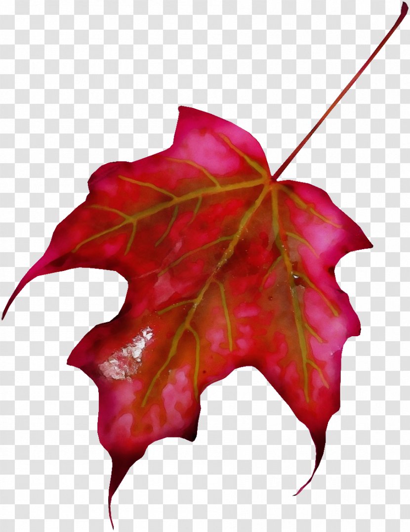 Maple Leaf Clip Art Sugar - Perennial Plant - Autumn Color Transparent PNG