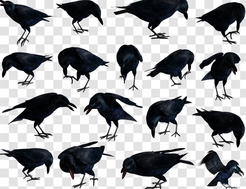 American Crow Rook Bird Common Raven New Caledonian Transparent PNG